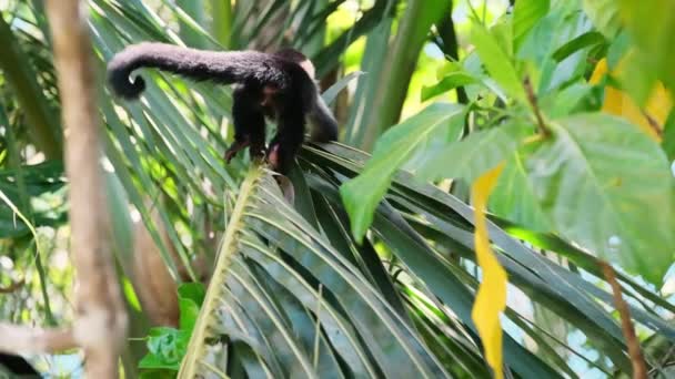 Ralenti Bébé Singe Capucin Sautant Une Feuille Palmier Une Autre — Video