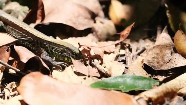 잎에서 벌레를 도마뱀의 움직임을 — 비디오