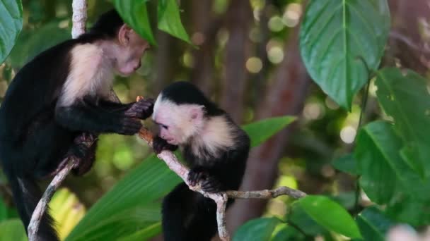 2匹の白い顔をしたカプチン猿のゆっくりとした動き1匹は木の枝にアーモンドを盗もうとします — ストック動画