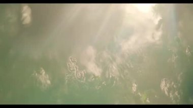 Yavaş yavaş küçük beyaz çiçekli bir tarlaya yaklaşıyoruz. Rüzgarda hafifçe hareket ediyor. Akşam ışıklarıyla yandan çekiliyor.