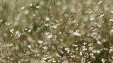 Rüzgarda hafifçe hareket eden küçük beyaz çiçeklerden oluşan bir tarlaya yavaş yavaş yakın çekim.