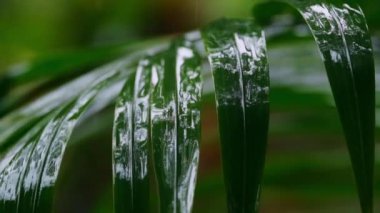 Kosta Rika 'da bir yağmur damlasında yeşil orman yaprağının yavaş yavaş yaklaşması yaprağın kenarına çarpıp dökülmesi.