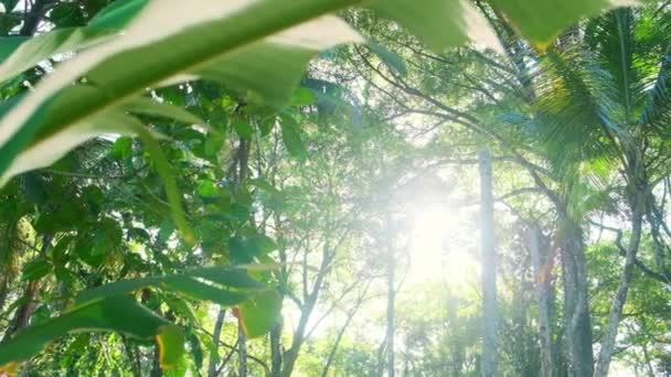 Slowmo Primer Plano Grandes Hojas Verdes Selva Con Fondo Borroso — Vídeo de stock