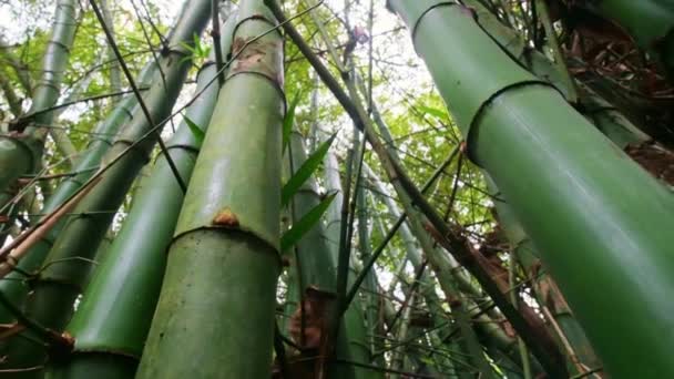 Zpomalení Detailu Velkého Zeleného Bambusu Pohybem Bambusu Výhledem Zdola Nahoru — Stock video