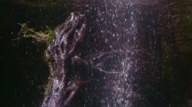 Arka planda kayalar olan kayalık bir orman şelalesinin yavaş çekimleri, kayaya yaslanmış bir ağaç gövdesi, ön planda su geçiyor.