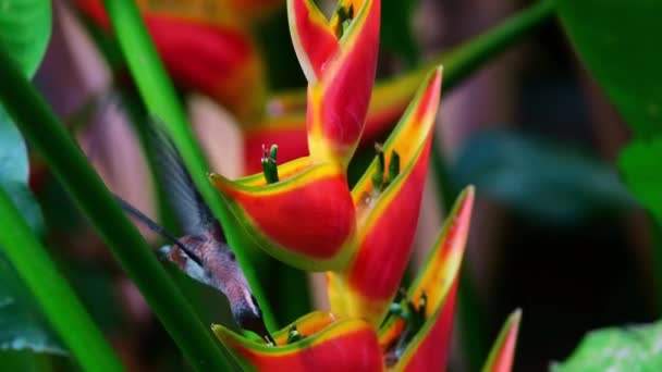 Slowmo Closeup Hummingbird Drinking Big Red Jungle Flower Some Big — Stock Video