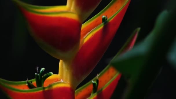 Αργό Κλείσιμο Ενός Κόκκινου Λουλουδιού Ζούγκλας Μεγάλα Φύλλα Λουλουδιών Αριστερά — Αρχείο Βίντεο