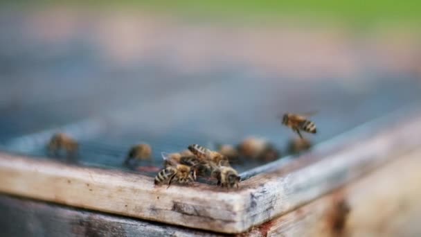 Slow Motion Closeup Bees Suckling Corner Bee Hive Box Center — Stock Video