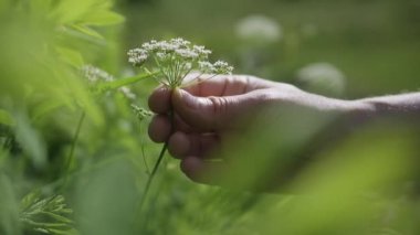 Çerçevenin ortasında bir el yemyeşil bir bahçedeki beyaz bir çiçeği topluyor. Çok sığ bir alan derinliği var. Yavaş çekimde ve yakın çekimde.