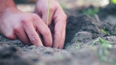 Sol üst merkezde iki erkek el taze toprağa tohum ekiyor ve tohumu çok sığ bir alan derinliğiyle dengelemek için toprağı deliğe sokuyor.