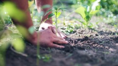 Sol üst merkezde iki erkek el taze toprağa tohum ekiyor ve tohumu çok sığ bir alan derinliğiyle dengelemek için toprağı deliğe sokuyor.