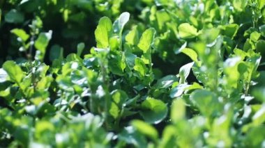 Sol ön planda bulanık yeşil bir bahçede yeşil bitkilerin sığ çekim derinliği, odak arka plana doğru kayarken sağ üst tarafa doğru kayar ve yukarı doğru hareket eden tohumlar üzerine odaklanır.