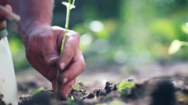 Sol üst merkezde iki erkek el taze toprağa tohum ekiyor ve tohumu çok sığ bir alan derinliğiyle dengelemek için toprağı deliğe sokuyor.
