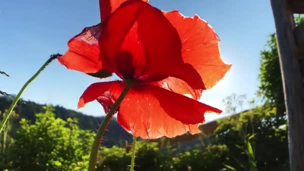 Flor Papoula Contra Luz Solar Com Raios Sol Contra Luz — Vídeo de Stock