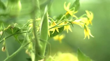 Bahçede taze, sarı domateslerin sığ bir derinliği ön planda bulanık yeşille bitkiye bakıyor, kamera gövde boyunca aşağı doğru hareket ediyor.