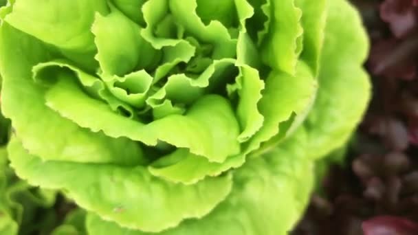 Rotationsaufnahme Von Oben Von Zwei Verschiedenen Salatsorten Aus Einer Verschwommenen — Stockvideo