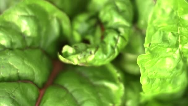 Nahaufnahme Frischer Sattgrüner Junger Spinatblätter Von Oben Mit Geringer Schärfentiefe — Stockvideo