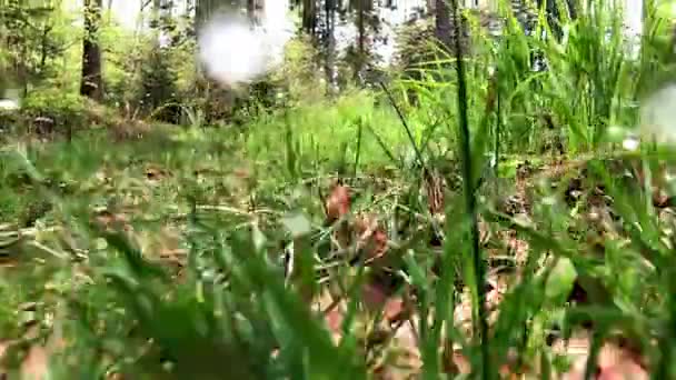 Närbild Skott Från Botten Gräs Botten Skog Med Torra Bruna — Stockvideo