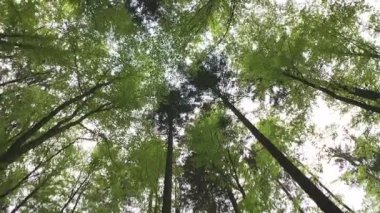 Gökyüzüne karşı yemyeşil yaprakları olan orman ağaçlarının taçlarına doğru rotasyonel çekim.