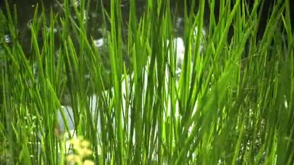 Bujna Zielona Trawa Liści Boku Przed Powierzchnią Wody Stawu Kamera — Wideo stockowe
