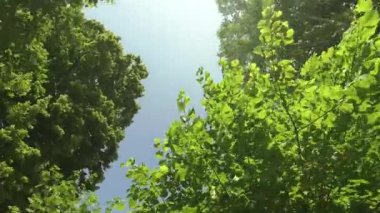Kameralar enine boyuna hareket ederken ve dönmeye devam ederken ve güneş bazen yaprakların arasından ışıldarken, orman ağaçlarının tepelerine doğru döner.