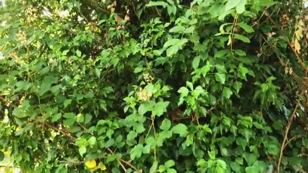Scena Drzewa Łodygą Korą Pokrytą Bujną Zieloną Soczystą Rośliną Aparat — Wideo stockowe