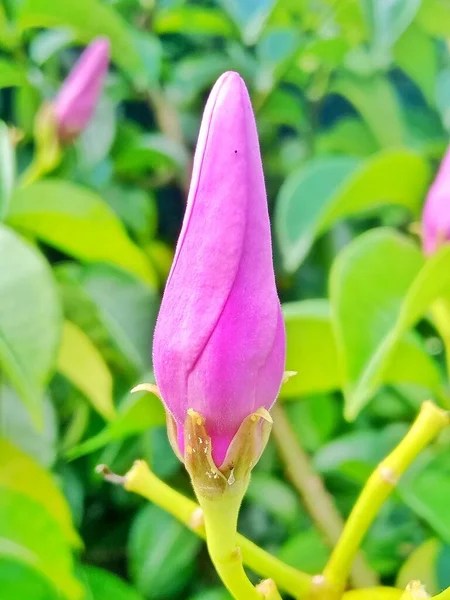 Fleur Orchidée Rose Dans Jardin — Photo