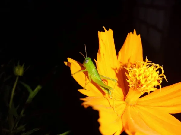 Siyah Arka Planda Turuncu Çiçeğin Üzerinde Oturan Yeşil Çekirge — Stok fotoğraf