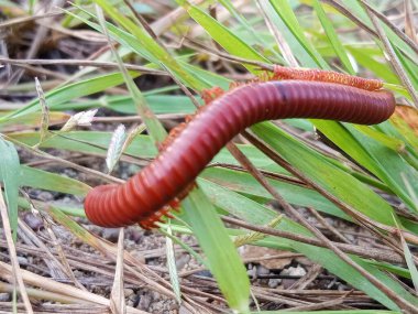 Kırkayak tırtılı ağaç dalında, seçici bir odak noktası.