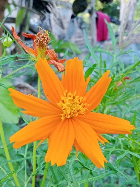 Bahçedeki Güzel Turuncu Çiçek — Stok fotoğraf