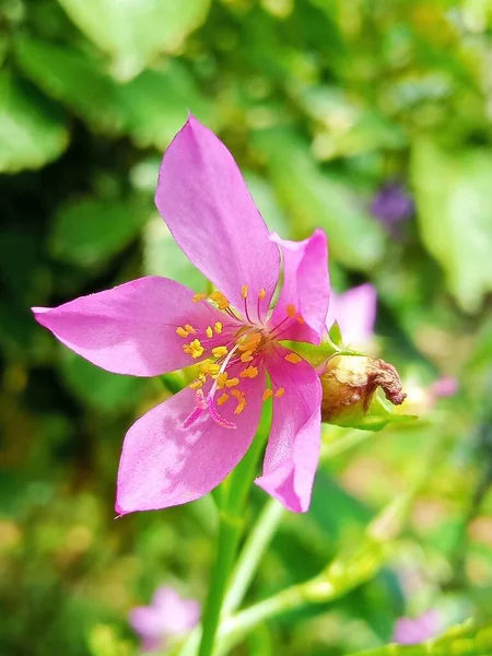 Όμορφο Ροζ Λουλούδι Στον Κήπο — Φωτογραφία Αρχείου