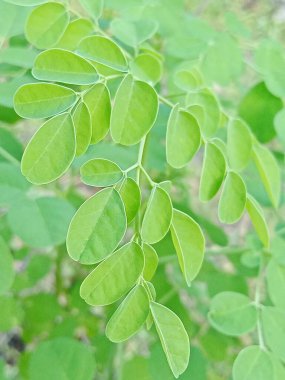 Moringa oleifera, Moringa ağaçta yapraklar,