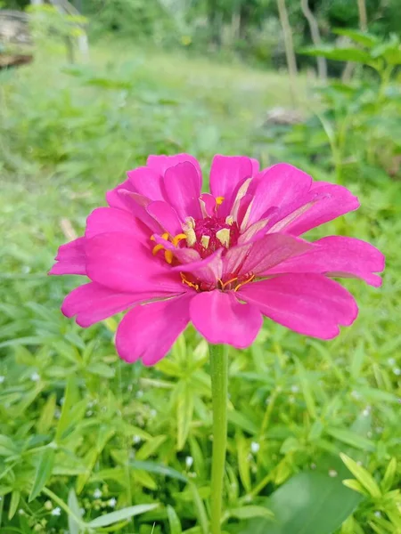 Bahçedeki Pembe Çiçekler — Stok fotoğraf