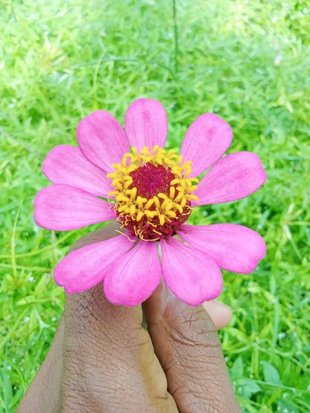Közelkép Kéz Virágokkal Kezében Homályos Háttér — Stock Fotó
