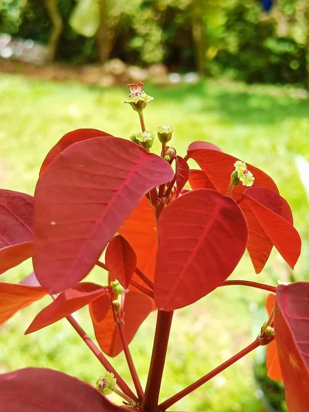 Schöne Dunkelrote Blatt Zierpflanze — Stockfoto