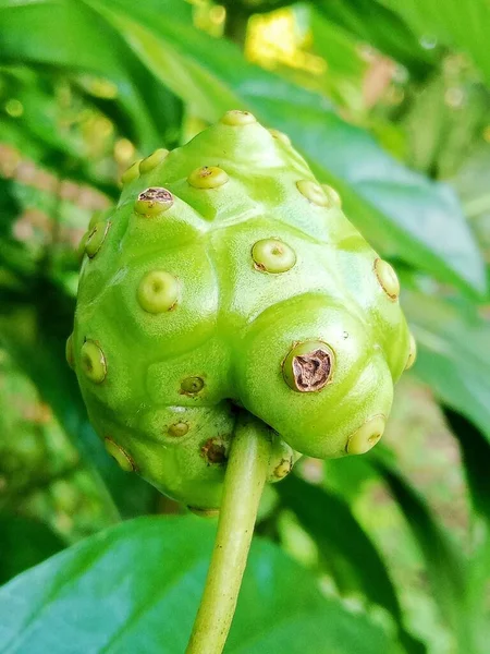 Frutta Noni Utile Nell Indonesia Tropicale — Foto Stock