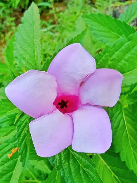 Bliska Kwiat Hibiscus Różowy — Zdjęcie stockowe