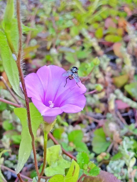 Soldier Fly Trash Eater Sits Pink Flower — Stock Photo, Image