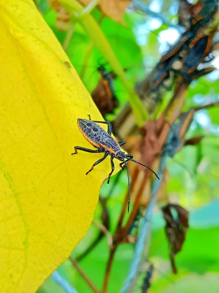 黄叶上的野生甲虫的特写镜头 — 图库照片