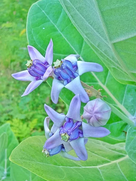 Mooie Paarse Orchidee Bloem Tuin — Stockfoto