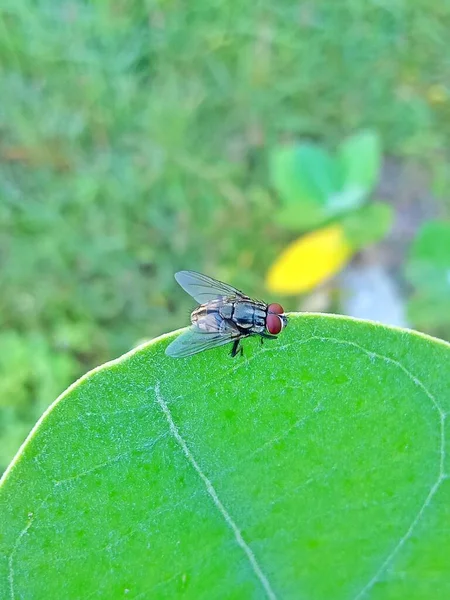 Lalat Pada Daun Hijau — Stok Foto