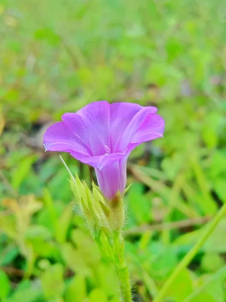 Όμορφο Μωβ Λουλούδι Στον Κήπο — Φωτογραφία Αρχείου