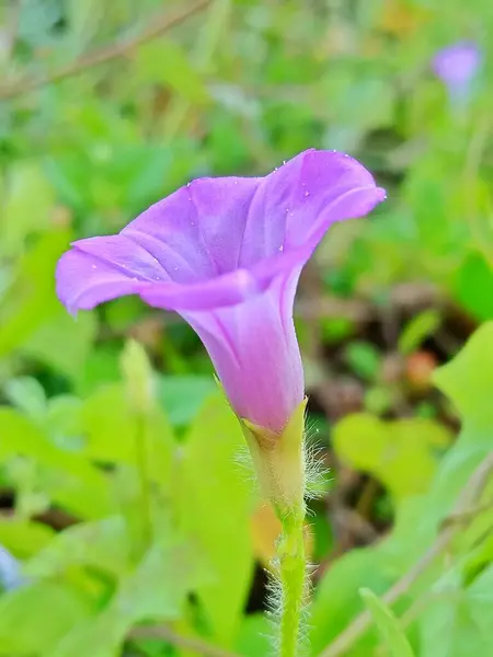 Gros Plan Une Fleur Violette Avec Bourgeon Une Plante Verte — Photo