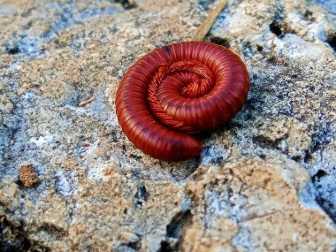 Kırkayak tırtılının bir kayanın üzerinde uyuması.