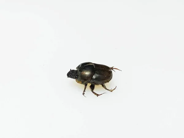 배경에 고립된 딱정벌레 — 스톡 사진