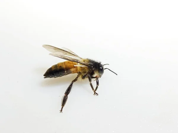 Close Zicht Mooie Gouden Bij Insect Geïsoleerd Witte Achtergrond — Stockfoto