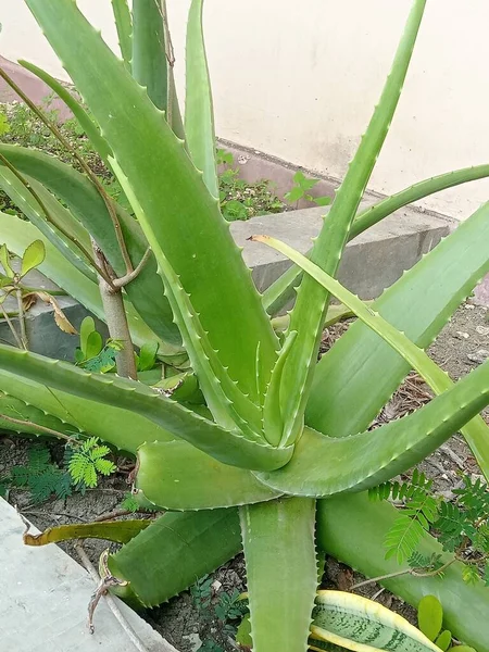 Aloe Vera Bitkileri Beyaz Arka Planda Bitki Ile — Stok fotoğraf