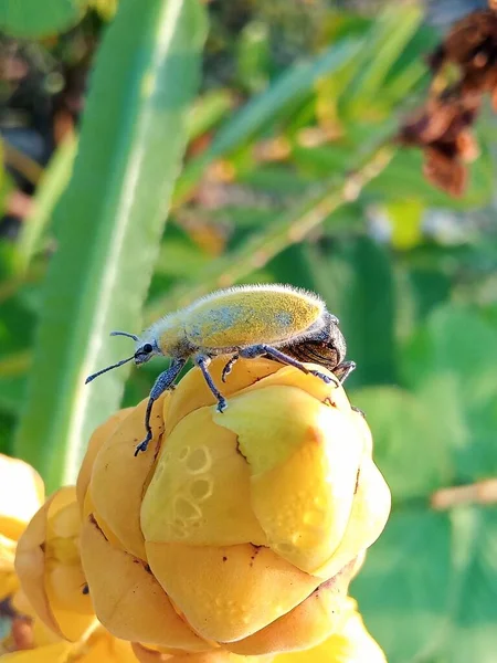 一只坐在花朵上的野生甲虫的特写 — 图库照片