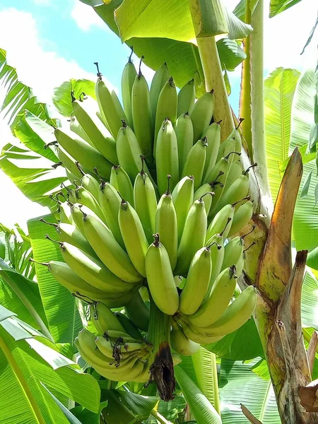 stock image banana tree in the garden