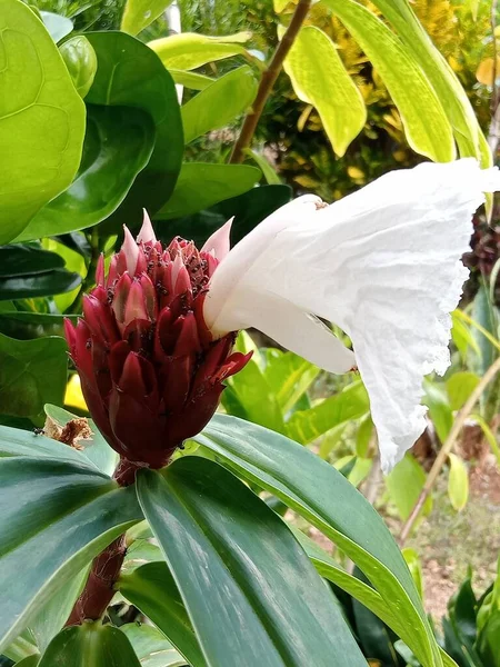 Gros Plan Fleurs Hibiscus Rouges Blanches Poussant Dans Jardin — Photo